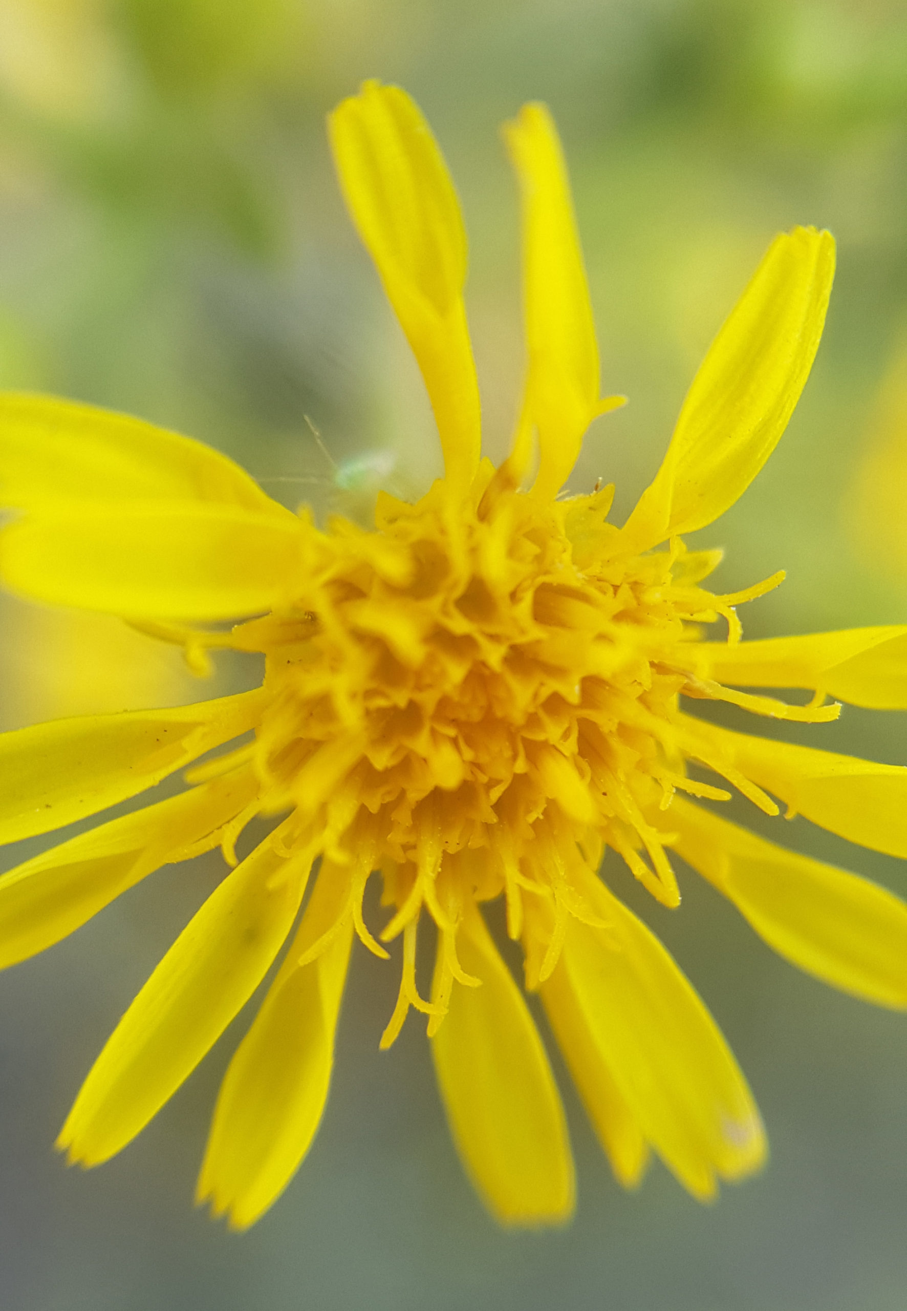 fotografía-macro