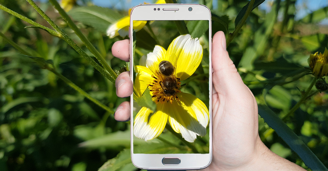 Movil_con_foto_abeja Movil_con_foto_abeja