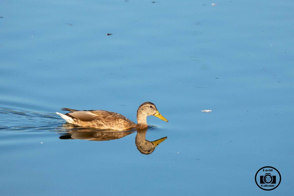 Anade azulón (Anas platyrhynchos)