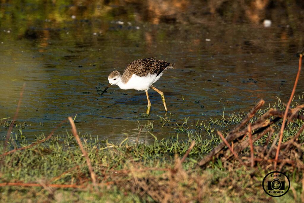 El Archibebe fino (Tringa stagnatilis)