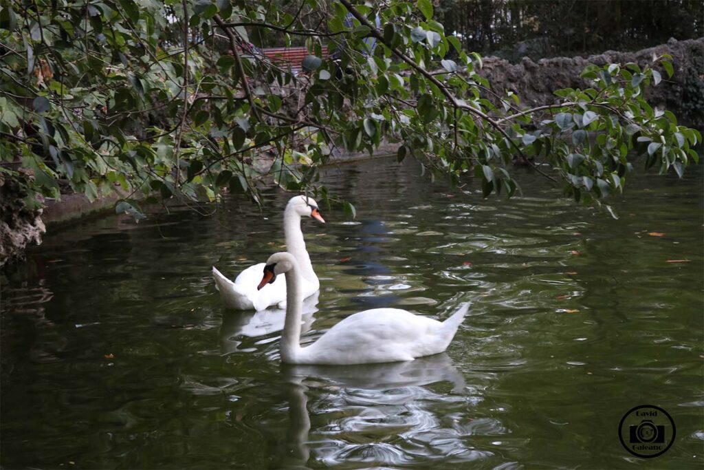 Cisne Vulgar (Cygnus olor)