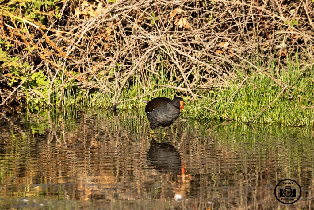 Una gallineata común o polla de agua (gallinula chloropus)