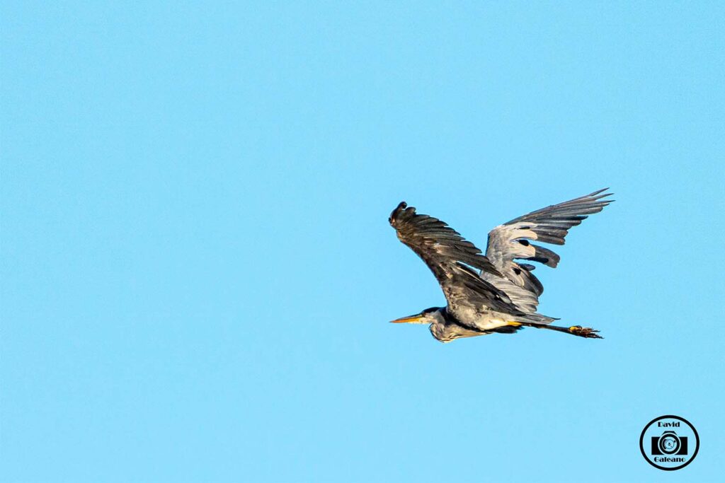 La garza real (Ardea cinerea)