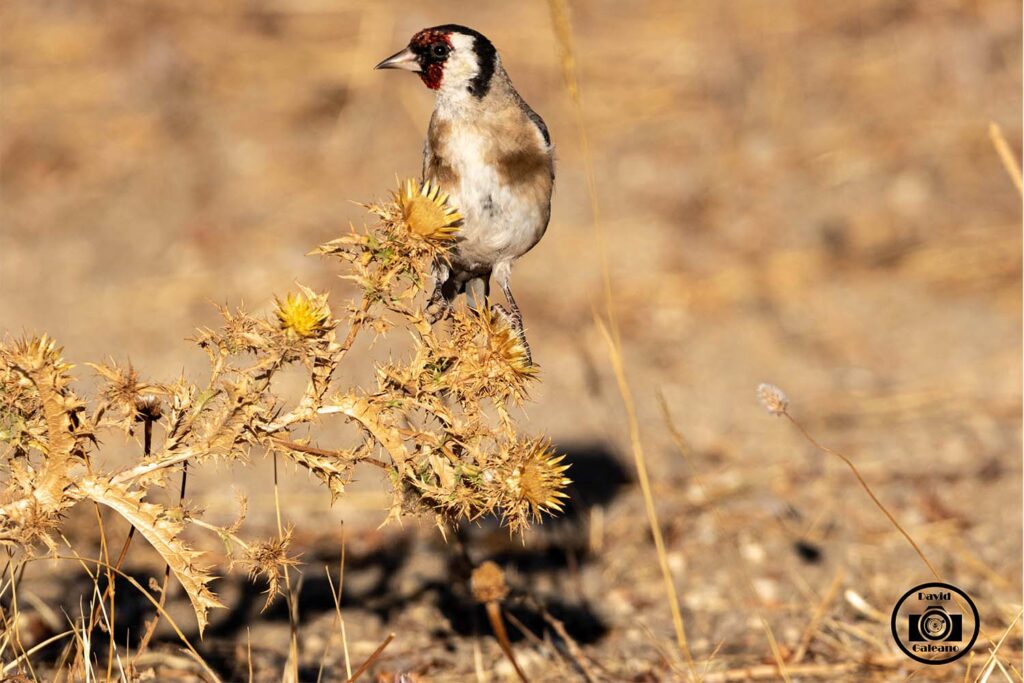 El jilguero europeo (Carduelis carduelis)