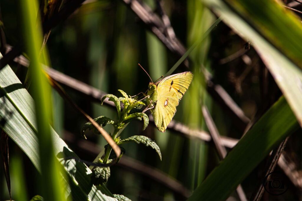 Mariposa blanquita de la col (Pieris brassicae)
