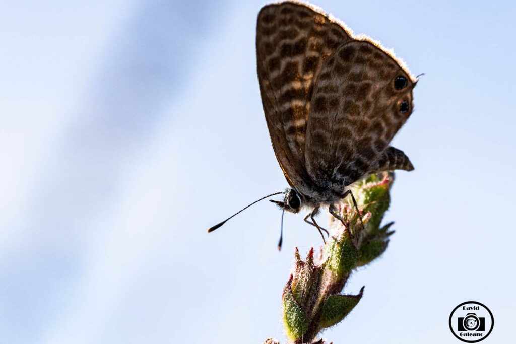 Una Mariposa Canela Estriada (Lampides boeticus)