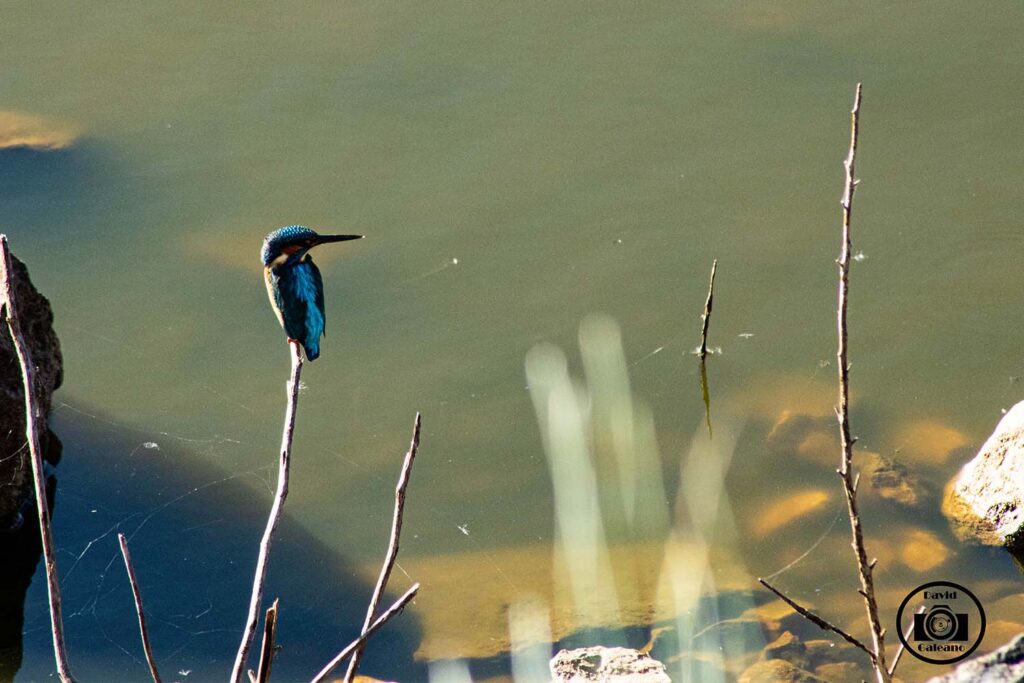 Un Martín Pescador (Alcedo atthis)