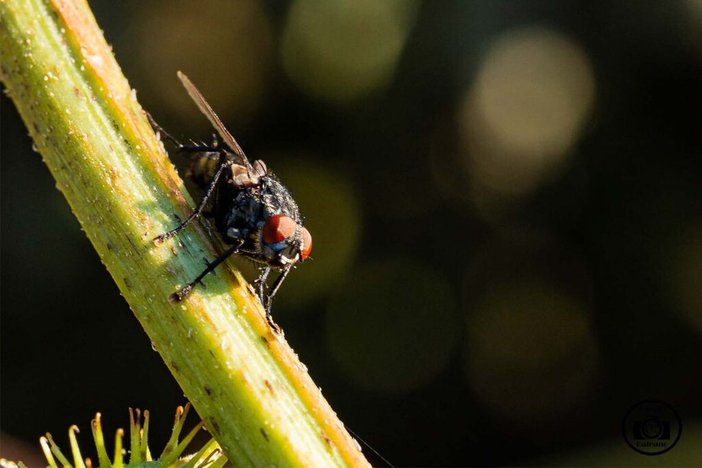 Una mosca doméstica (Musca domestica)