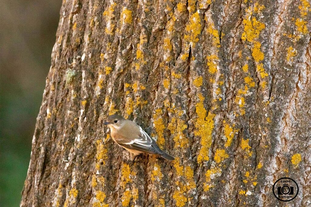 Un Papamoscas Cerrojillo (Ficedula hypoleuca)