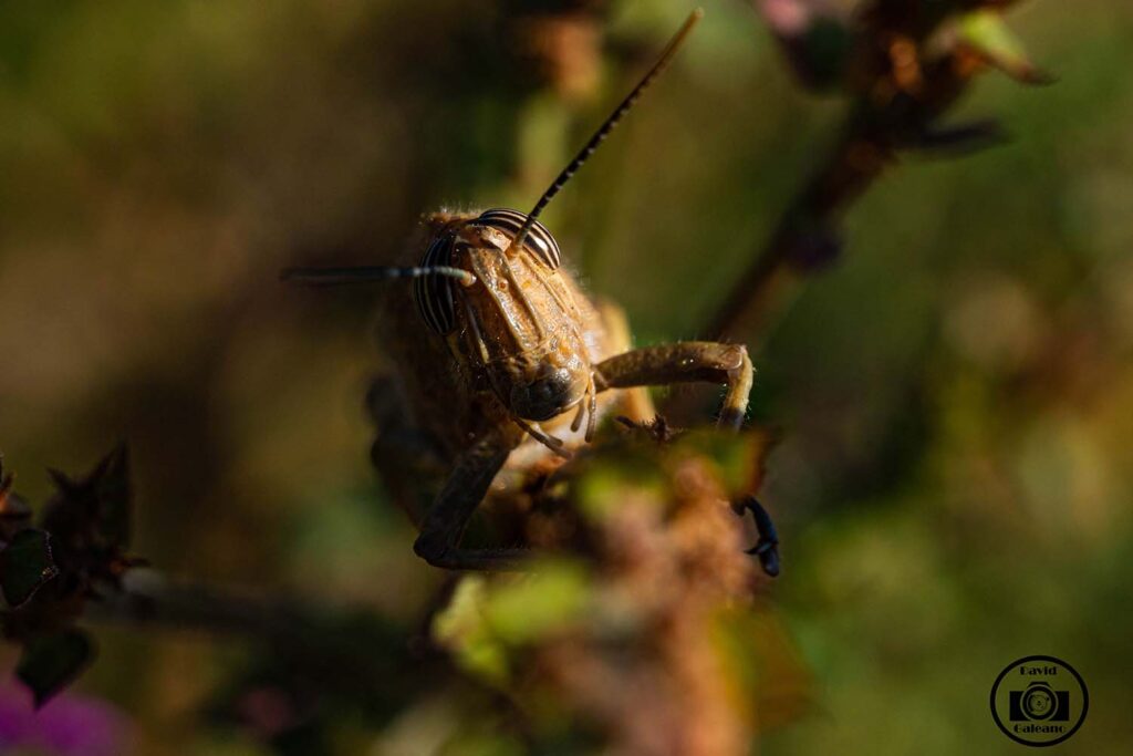 Un Saltamontes (Caelifera)