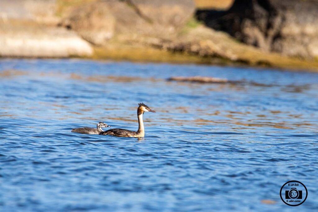 Un Somormujo Lavanco (Podiceps cristatus)