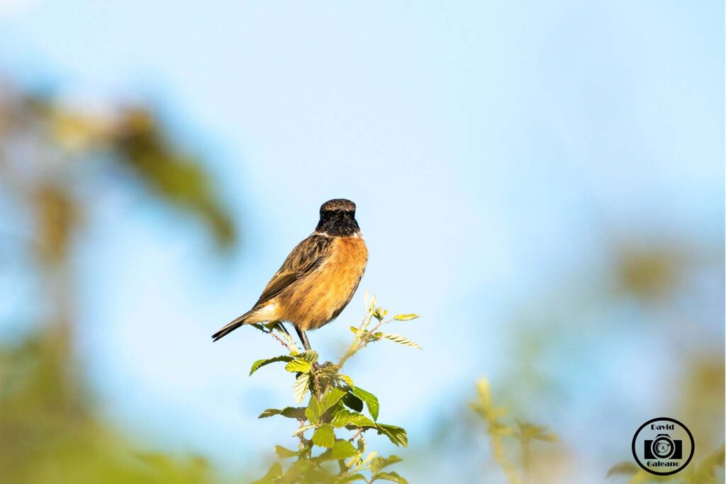 Una Tarabilla Común (Saxicola rubicola)