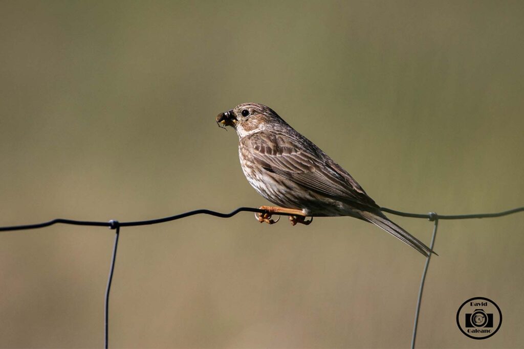 Un Triguero (Emberiza calandra)