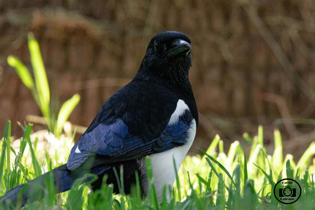 Una Urraca Común (Pica pica)