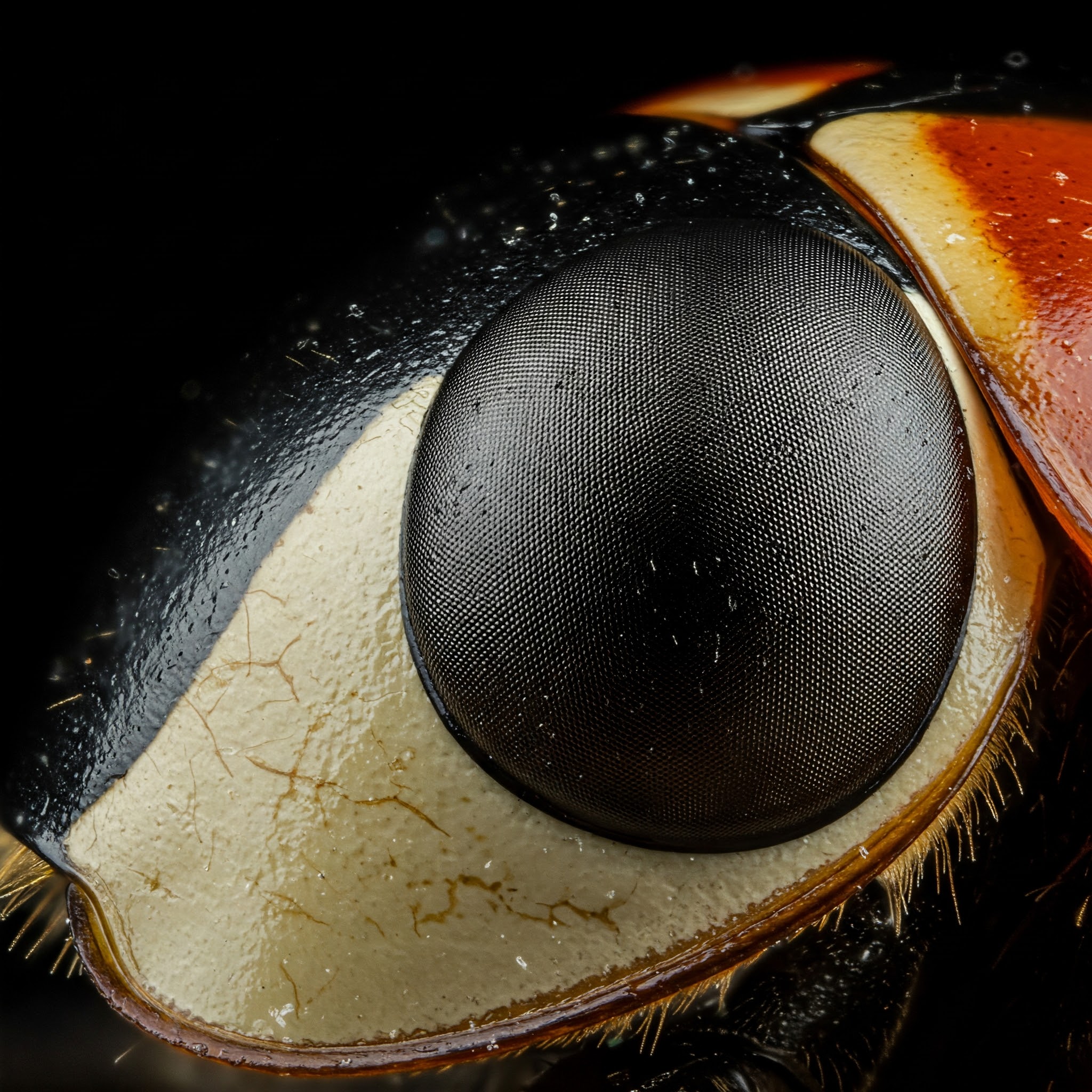 detalle de un ojo insecto